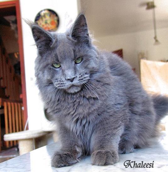 Pillowtalk's Khaleesi - maine-coon