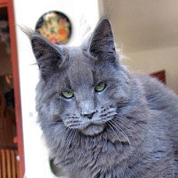 Pillowtalk's Khaleesi