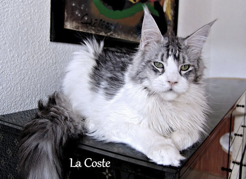 Pillowtalk's La Coste - maine-coon