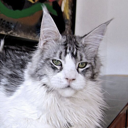 Pillowtalk's La Coste