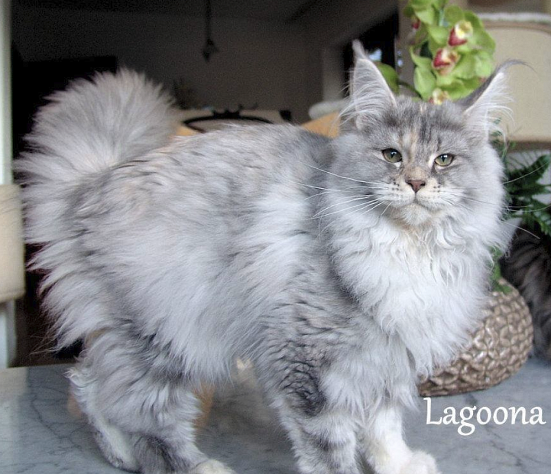 Pillowtalk's Lagoona - maine-coon