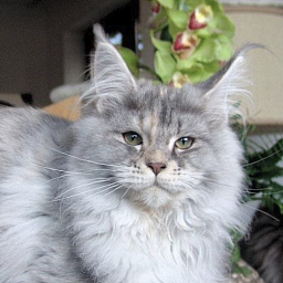 Pillowtalk's Lagoona