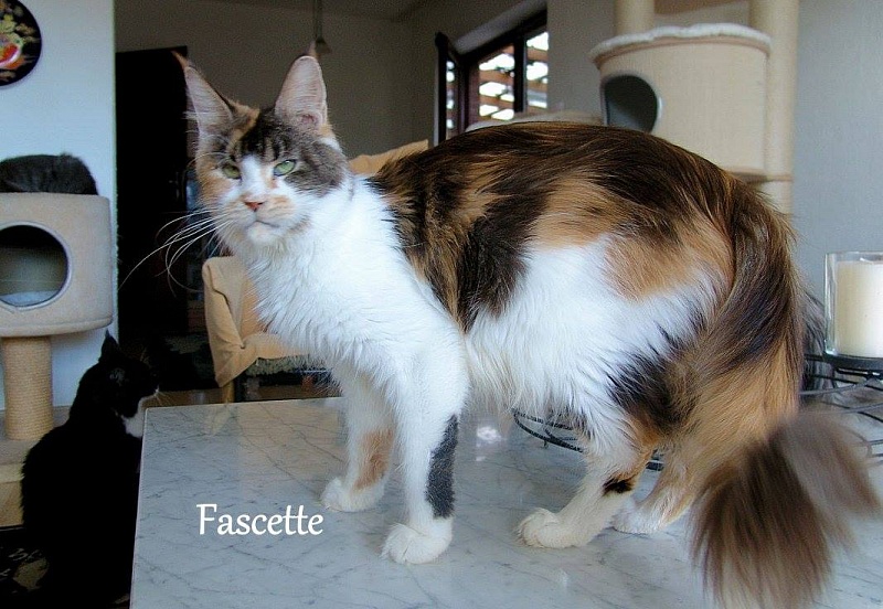 Treasure Island's Fascette - maine-coon