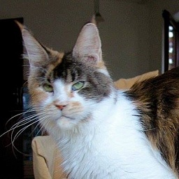 Treasure Island's Fascette