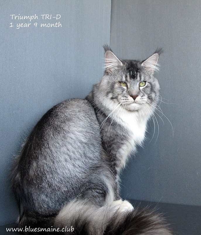 Triumph Tri-D - maine-coon