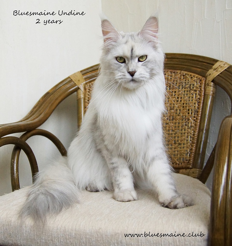 Bluesmaine Undine - maine-coon