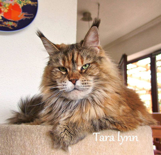 Pillowtalk's Tara Lynn - maine-coon