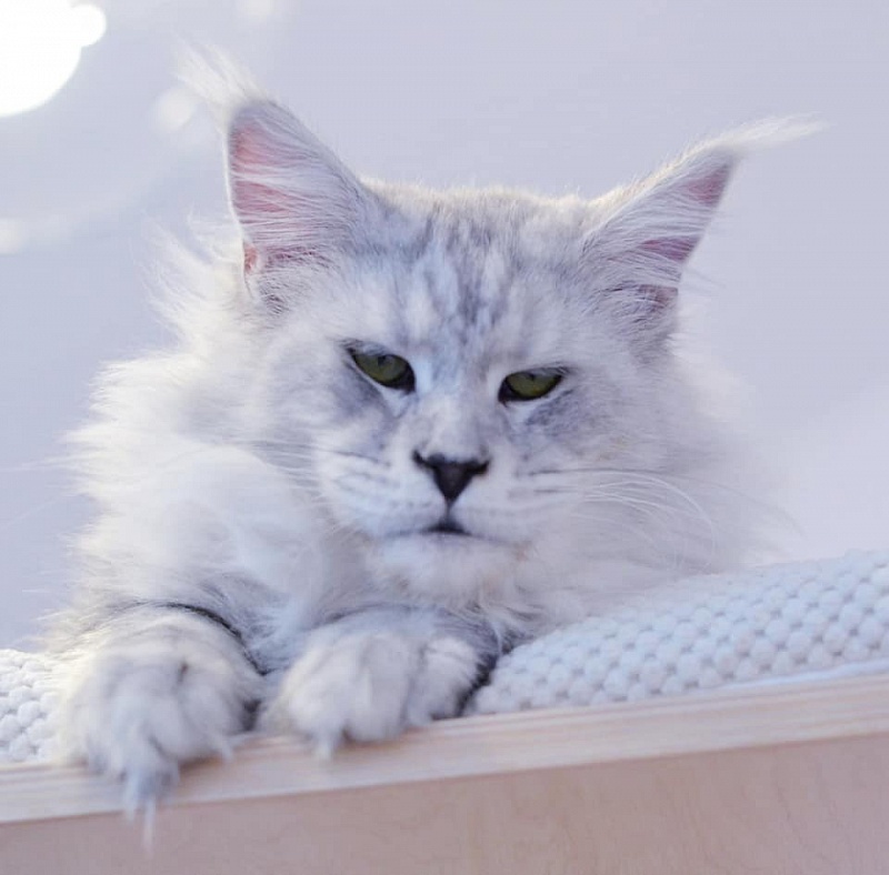 Topaz Gracious Wizard - maine-coon