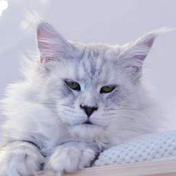 Topaz Gracious Wizard