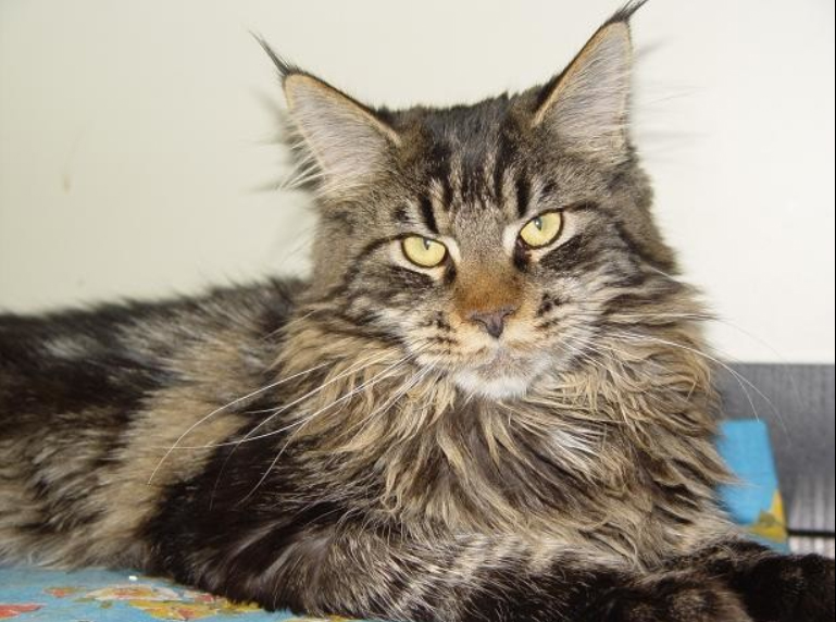 It's Wildcat Ken Koon - maine-coon