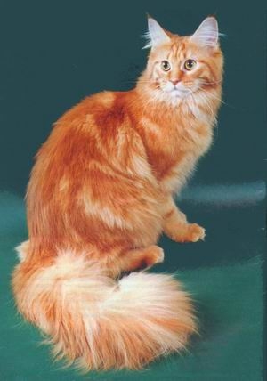 Love Hulen's Sweet Candy - maine-coon
