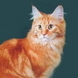 Love Hulen's Sweet Candy