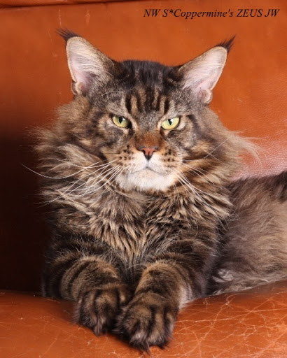 Coppermines Zeus - maine-coon