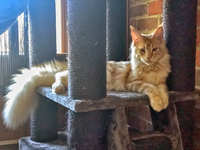 Lucy of Tsarskoye Selo - maine-coon