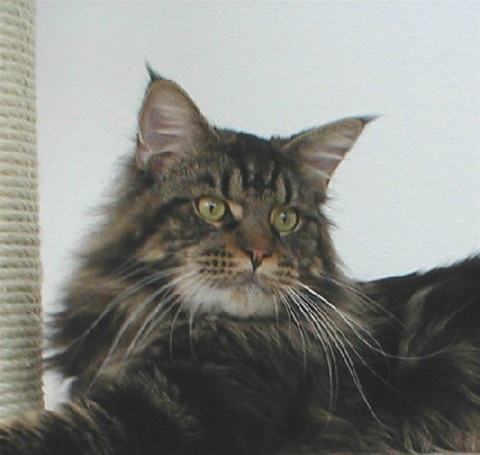 Maine Coon Dynasty Yukon - maine-coon
