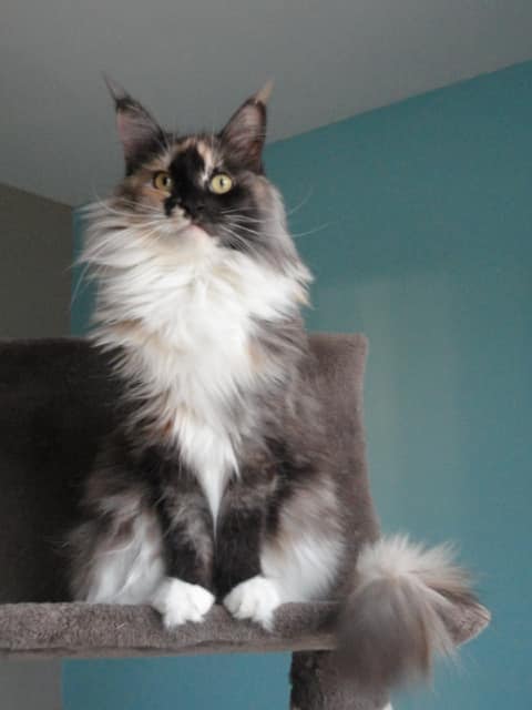 Isis Des 1001 Coons - maine-coon