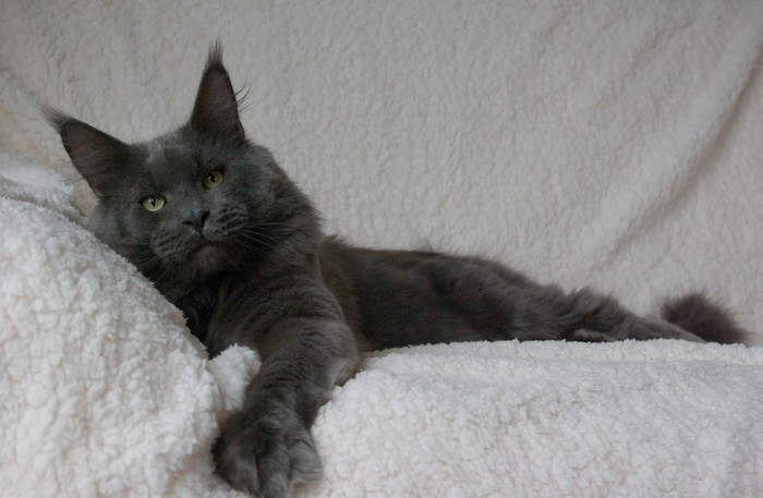 Ashabelle Neville - maine-coon 11/07/2014