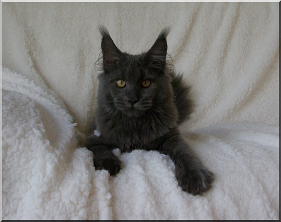 Bloomingtree Xanadu - maine-coon 07/29/2013