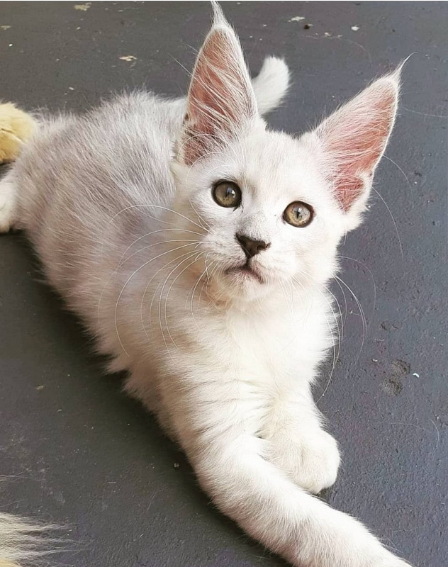 Iorek Rio - maine-coon