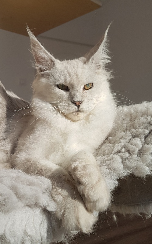 Iorek Rio - maine-coon