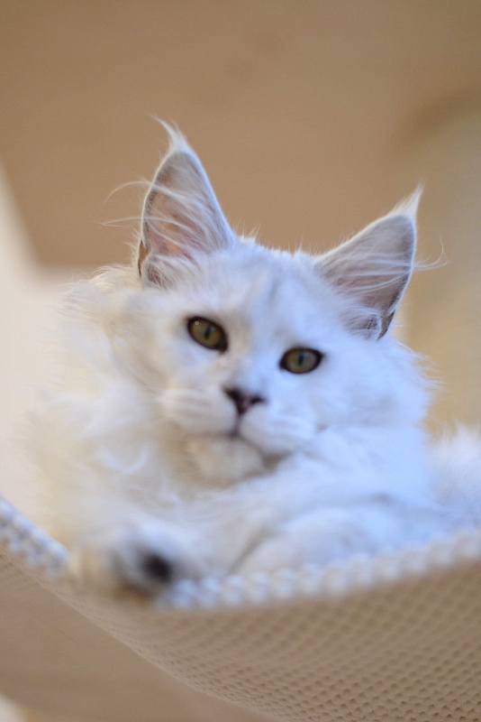 Zelda von Palut - maine-coon