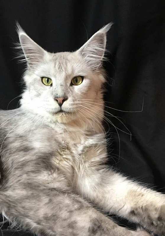 Alwaro Zacco - maine-coon