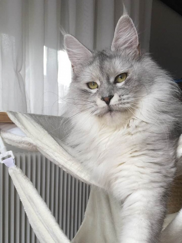 Maja De Red Lands - maine-coon