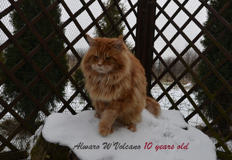W'Volcano Alwaro - maine-coon