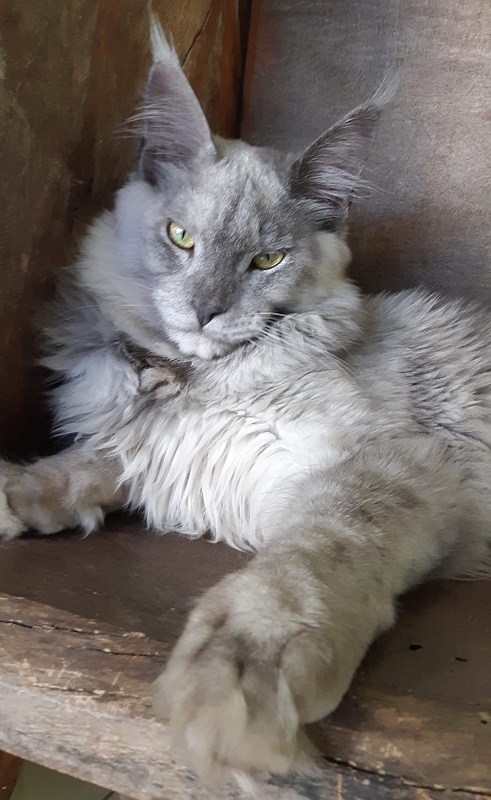 Lambokitty Il Casanova - maine-coon