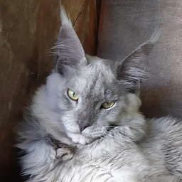 Lambokitty Il Casanova