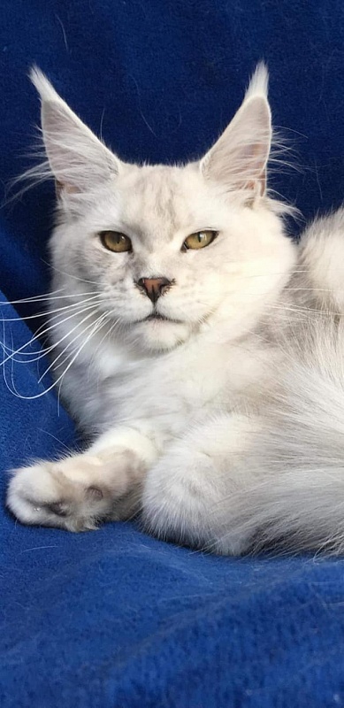 Quisera von Palut - maine-coon