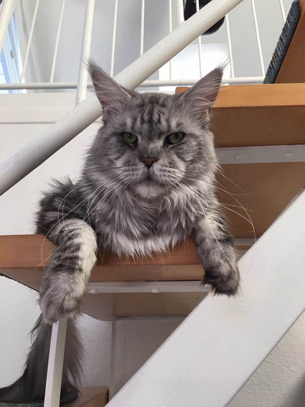 Eliot on Palut - maine-coon