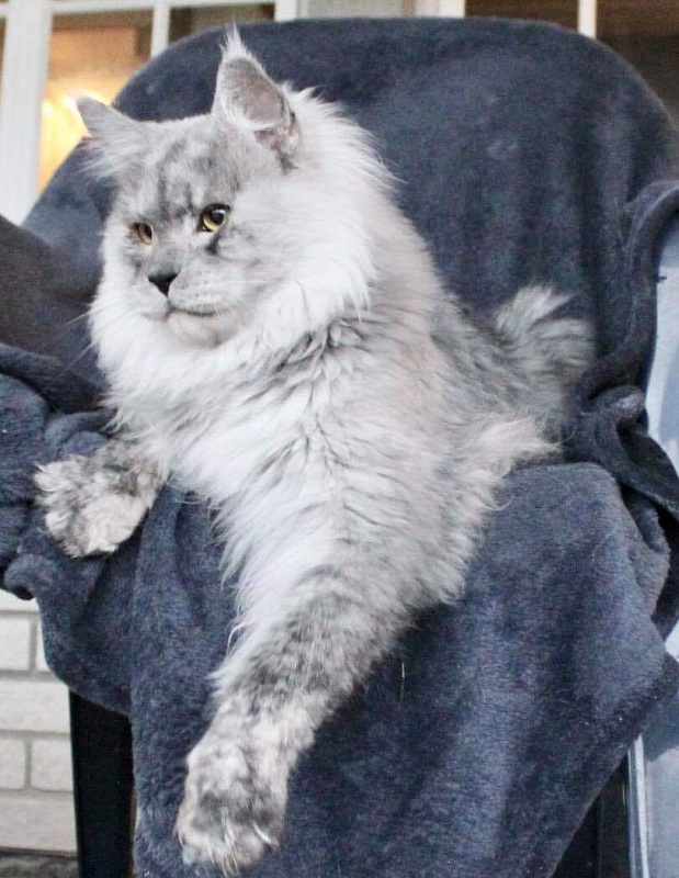 Gattacamoon Un Milagro - maine-coon