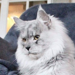 Gattacamoon Un Milagro