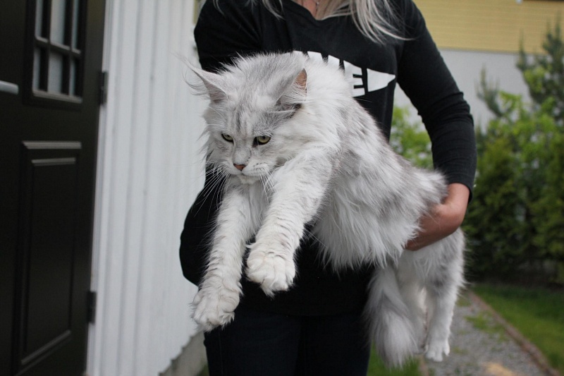 Grandcoon Reina - maine-coon