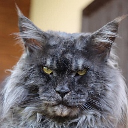 Gattacamoon Fabulous