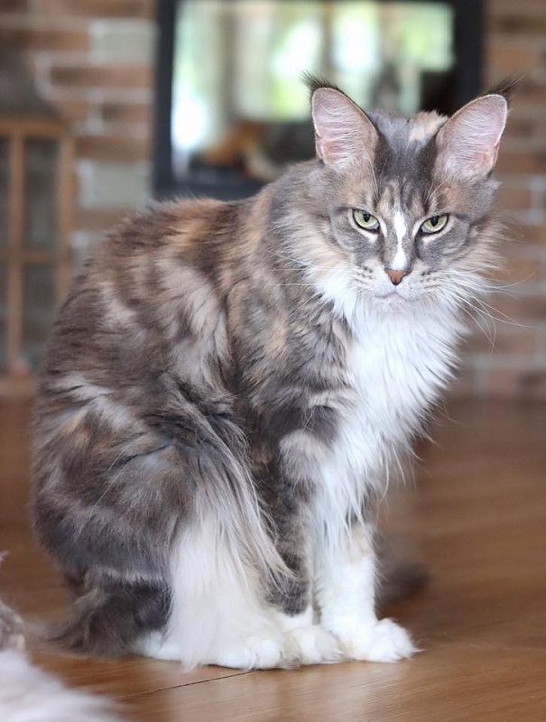 Respectcoon Olimpik Kismet - maine-coon