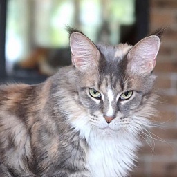 Respectcoon Olimpik Kismet