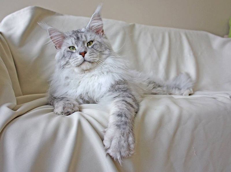 Alwaro Katmandu - maine-coon