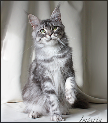 Grandcoon Imperia - maine-coon