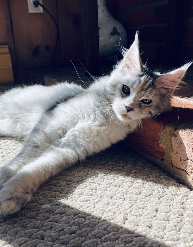 Bella  Penthouse Maine Coons - maine-coon