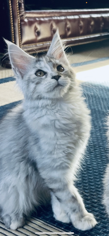 Bella  Penthouse Maine Coons - maine-coon