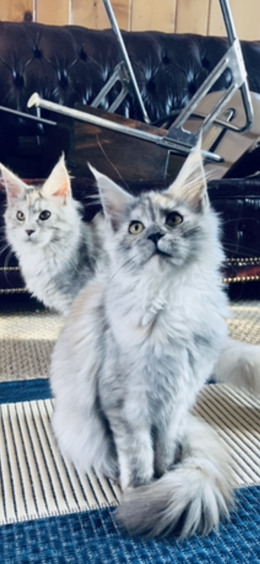 Bella  Penthouse Maine Coons - maine-coon