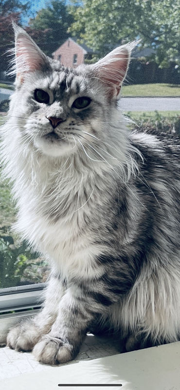 Dinki - maine-coon