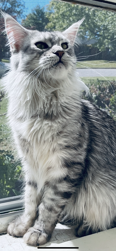 Dinki - maine-coon
