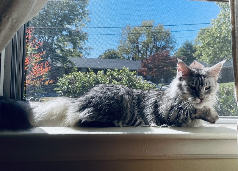 Dinky - maine-coon