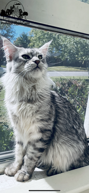 Dinky - maine-coon