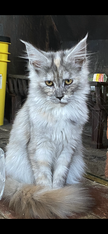 Sky Dove  Penthouse Maine Coons - maine-coon