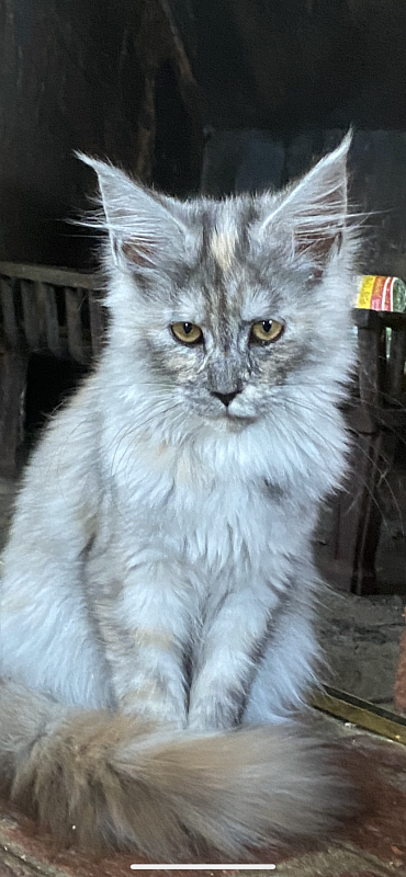 Sky Dove  Penthouse Maine Coons - maine-coon
