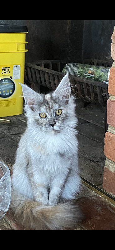 Sky Dove  Penthouse Maine Coons - maine-coon